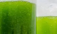 فناوری جدید در تولید انرژی از جلبک ها
