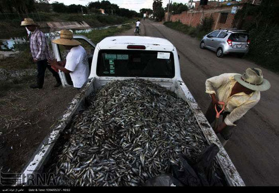 عکس: مرگ هزاران ماهی در مکزیک