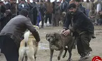 مبارزه سگ‌ها در بازار