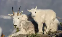 بزکوهی خجالتی! +عکس