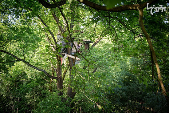 زندگی در خانه درختی برای نجات جنگل