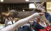 جشنواره‌ای برای عاشقان گربه!