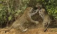 برترین عکس‌های حیات وحش سال ۲۰۱۳