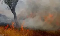 آتش‌سوزی باغستان یک هزار ساله سنتی قزوین