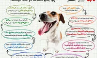 اینفوگرافی: چرا جای سگ‌ها در خانه نیست؟
