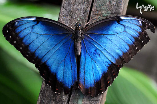زیباترین پروانه‌های جهان