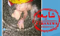ذبح غیرشرعی مرغ ها؛ از شایعه تا واقعیت