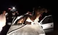 تصادف پژو با شتر؛ حیوان وارد خودرو شد!