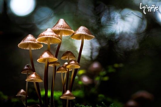 عکس: دنیای شگفت انگیز قارچ ها!