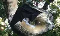 ماری که خفاش بزرگ را بلعید +عکس