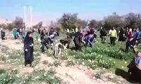 در ستایش و نکوهش غارت‌گرانِ گلِ نرگس!