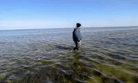 سیل، تالاب گمیشان را زنده کرد