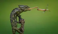 عکس روز نشنال جئوگرافیک