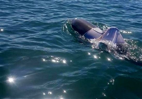مشاهده دلفین در کارون تایید شد