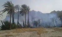 نخلستان های خراسان جنوبی آتش گرفتند
