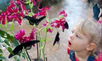 بهشت گرمسیری پروانه ها در زمستان!