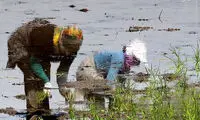 عکس: آغاز نشاء کاری در شمال