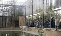 زوایای جدیدی از علت تلف‌شدن ‌ببر باغ ‌وحش ارم