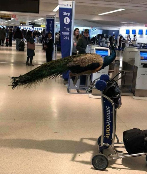 طاووس پریشان از سوار شدن به هواپیما منع شد