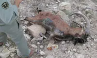 تلف شدن پنجاه بز وحشی در اثر طاعون