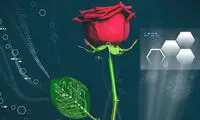عکس: اولین گل رز طبیعی - دیجیتالی جهان