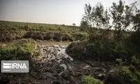 مرگ تدریجی ماهی‌ها و گاومیش‌ها در هورالعظیم