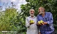 گلوگاه، مهد انجیر ایران