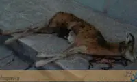 اقدام بی رحمانه یک شکارچی در کرمان