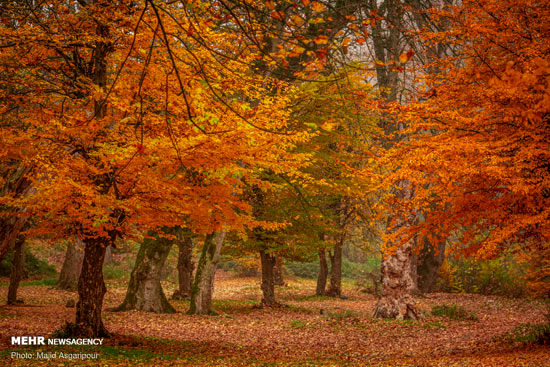 پاییز هزار رنگ جنگل‌های هیرکانی