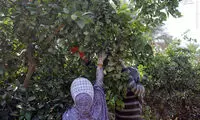 عکس: برداشت پرتقال در هرمزگان