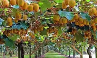 درخت کیوی دیده بودین تا حالا؟