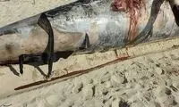 جداسازی اسکلت نهنگ به گِل نشسته در کیش