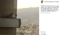 حمید فرخ نژاد، عروس دار شد