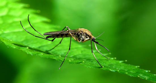 9 عاملی که پشه‌ها را به سمتتان جذب می‌کند