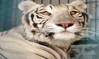 اعتراض به ورود ببر سفید به باغ وحش ارم
