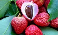 «سرخالو»؛ میوه‌ای عجیب و خاص +عکس