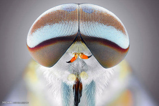 تصاویر شگفت آور عکاسی ماکرو از حشرات