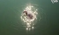 مجموعه عکس «پروژه تصادف»