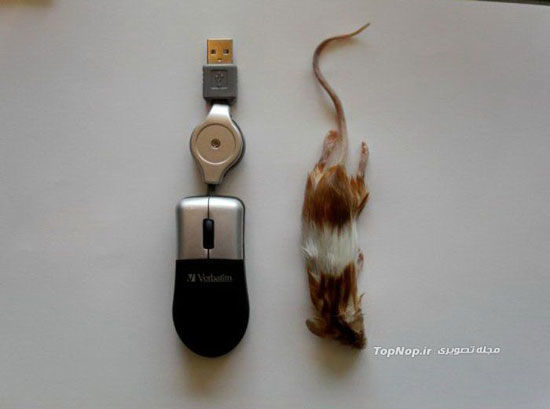 ماوسِ چندش آور از جنس موش! +عکس