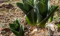 خواص پیاز عنصل برای سلامت و درمان بیماری‌ها