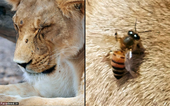 حمله زنبورها به شیرها