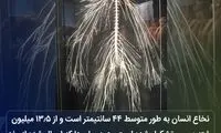 دانستنی‌های جالب؛ از تنبل درختی تا آبشار خونی!