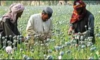 آینده تجارت تریاک در افغانستان چه خواهد شد؟