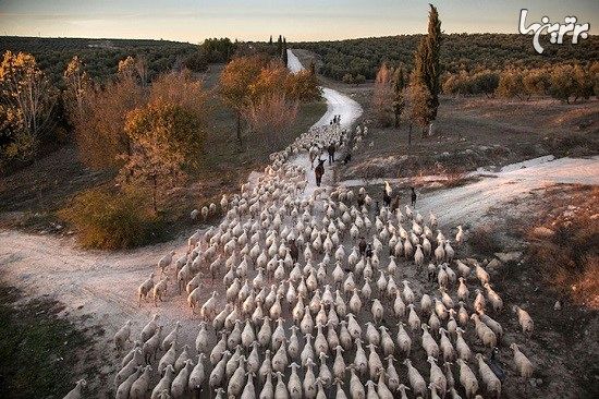 فینالیست‌های رقابت عکاسی محیط زیست