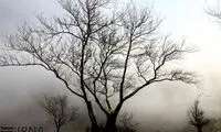 عکس: جلوه زیبای مه در طبیعت رشت