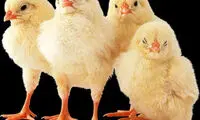 مزايای نگه داشتن حيوانات خانگی برای كودكان