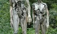 مجسمه های باورنکردنی بااستفاده از چوب های آب آورده