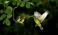 عاشقانه‌ ای از جنس پرندگان +عکس