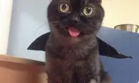 آقای Magoo گربه ایی زبان دراز +عکس