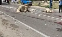 تلف‌شدنِ ۱۲ شتر در برخورد با تریلی